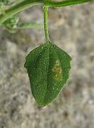 IMG_4836