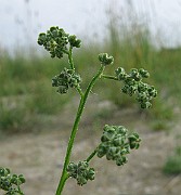 IMG_4842