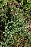 IMG_1753