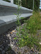 IMG_7952