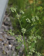 IMG_7953