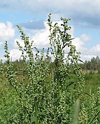 IMG_9401