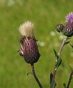 IMG_3544