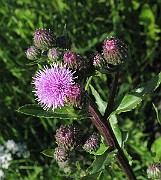 IMG_6216b