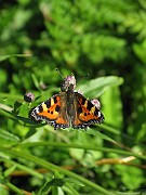 IMG_7997