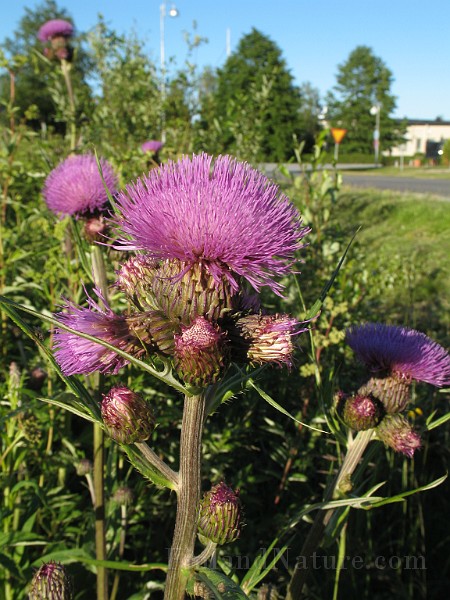 Cirsium_helenioides1.jpg