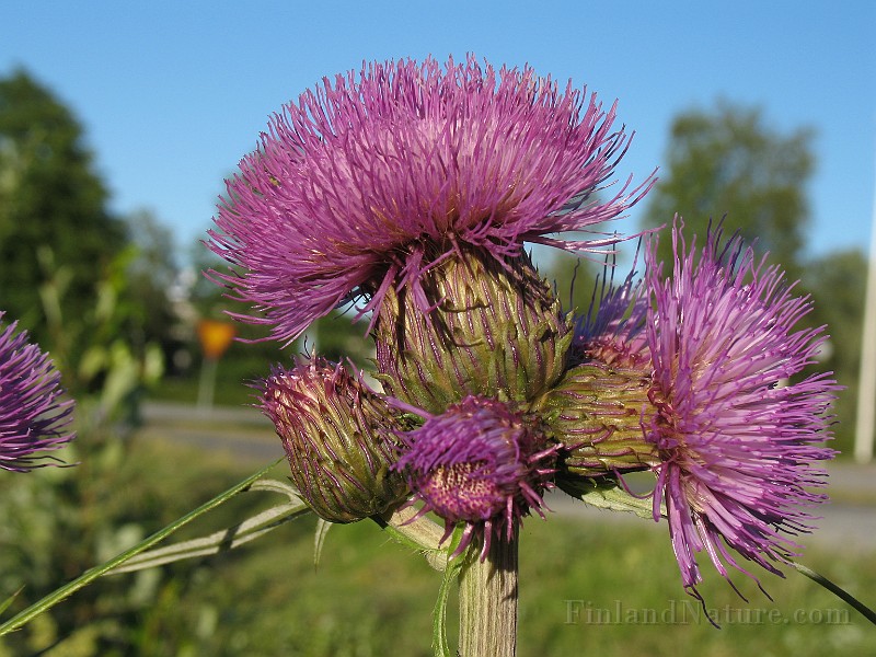 Cirsium_helenioides3.jpg