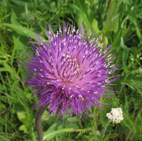 Cirsium_helenioides7.jpg
