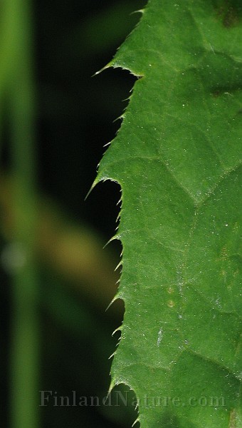 Specimen_629f.jpg