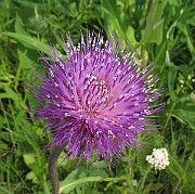 Cirsium_helenioides7