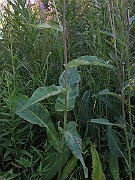 IMG_1508