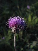 IMG_1521