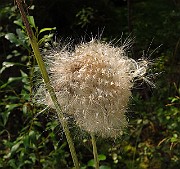 IMG_2082