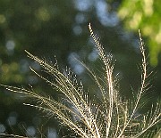 IMG_3723