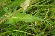 IMG_3781