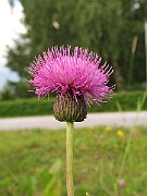 IMG_3783