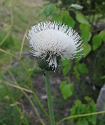 IMG_3931