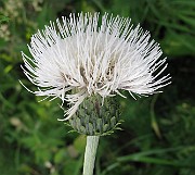 IMG_3940