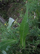IMG_3941
