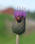 IMG_6127