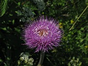 IMG_6221