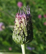 IMG_6223
