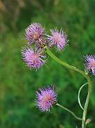 IMG_6435