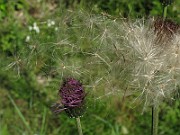 IMG_7985