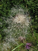 IMG_7990