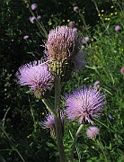 Specimen_621a