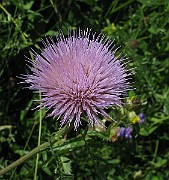 Specimen_621b