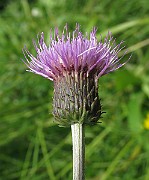 Specimen_629a