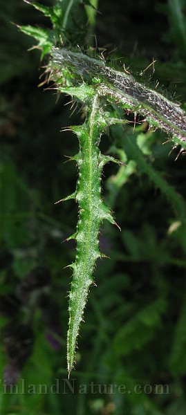 IMG_3456.jpg