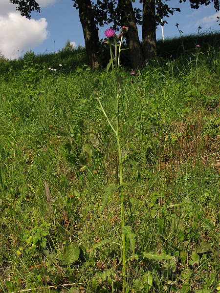 IMG_3634.jpg