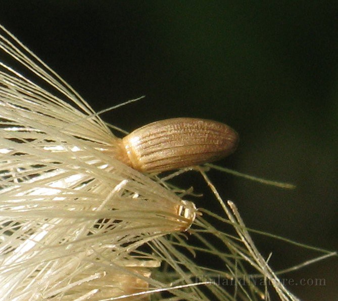 IMG_3636.jpg