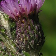 IMG_3454b