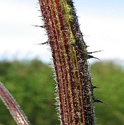 IMG_3503