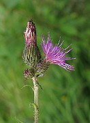 IMG_3579