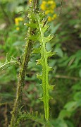 IMG_3580