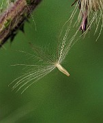 IMG_3587