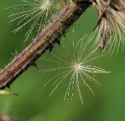 IMG_3589