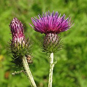 IMG_3623