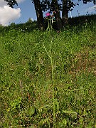 IMG_3634