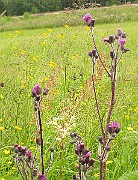 IMG_6315B