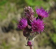IMG_7941