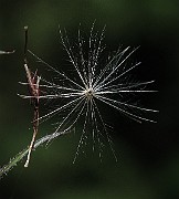 IMG_8685