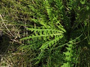 IMG_9722