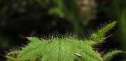 IMG_9724