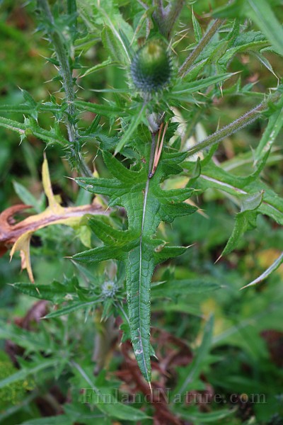 IMG_6873.JPG