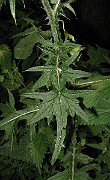 IMG_3524